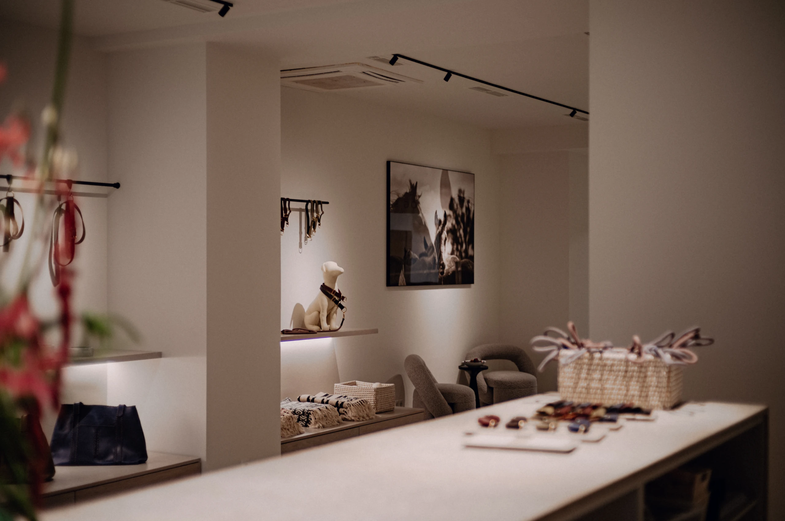 Nachhaltiger Luxus für Hunde: Gewinne einen 250€-Gutschein von Pintu