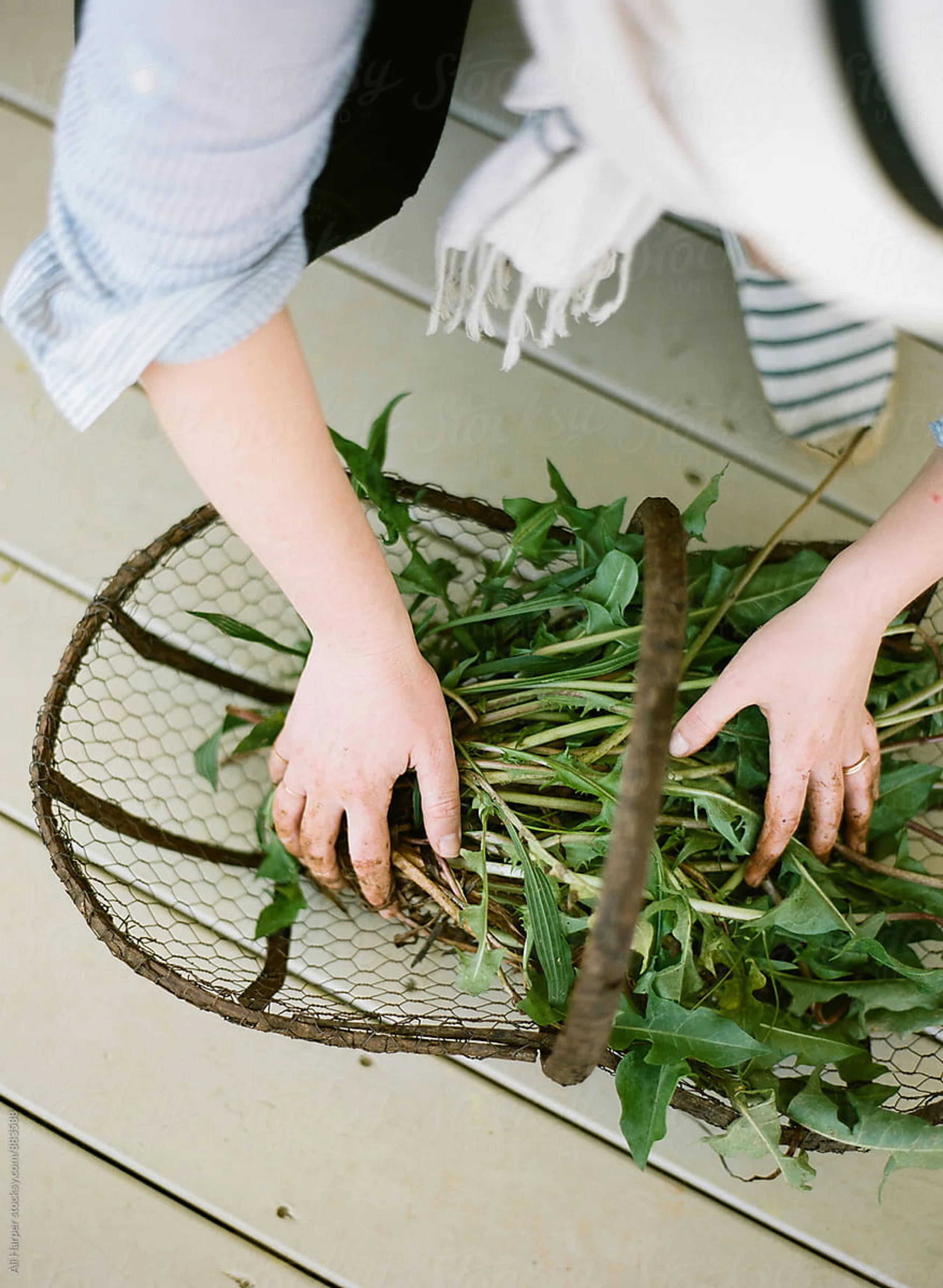 Ein Korb mit Löwenzahn, man sieht die erdigen Hände einer Person, die sich über den Korb beugt