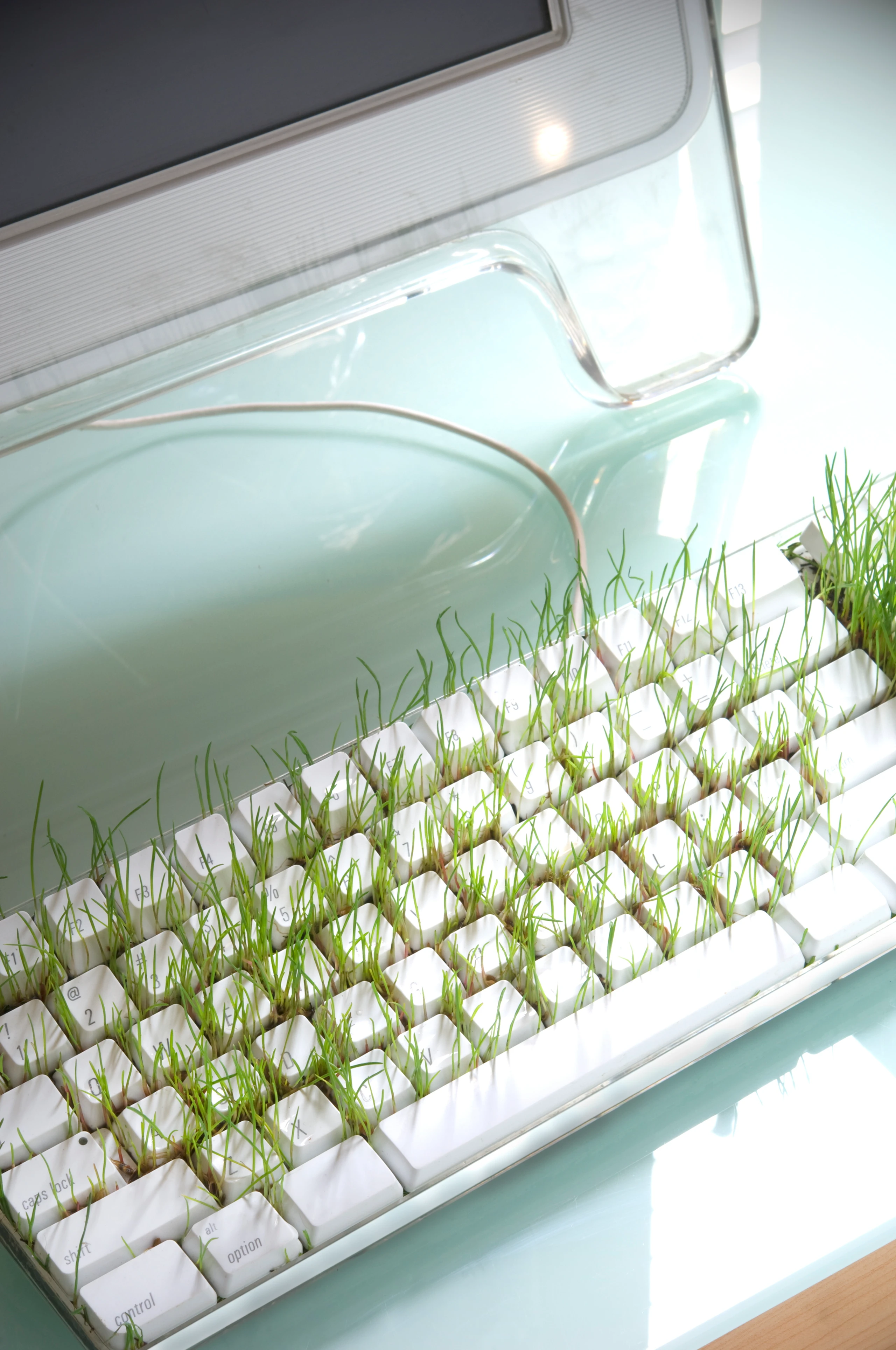 Gras, das durch eine Tastatur wächst