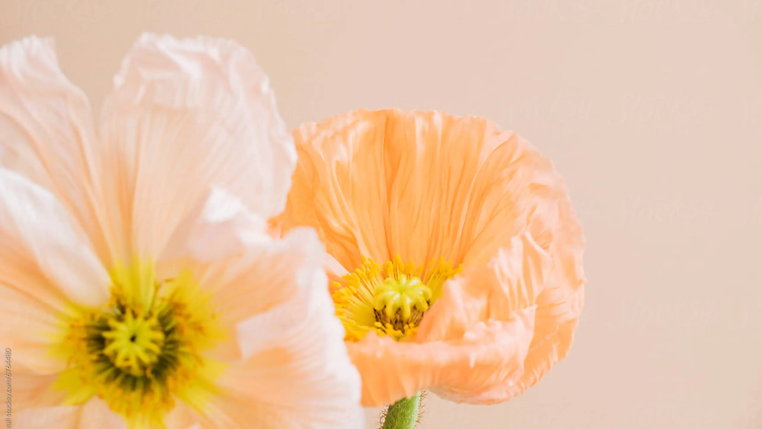 Blumen in rosaroten Pastellfarben